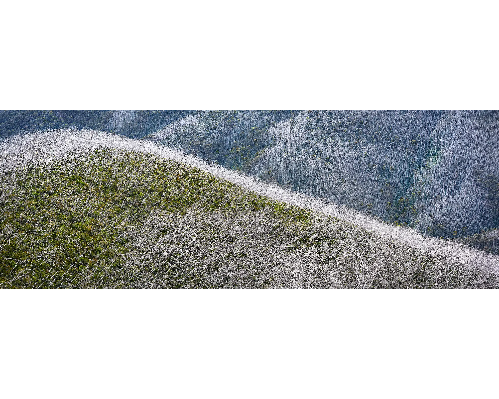 Recovery. Snow gums after bushfires in Alpine National Park, Victoria.