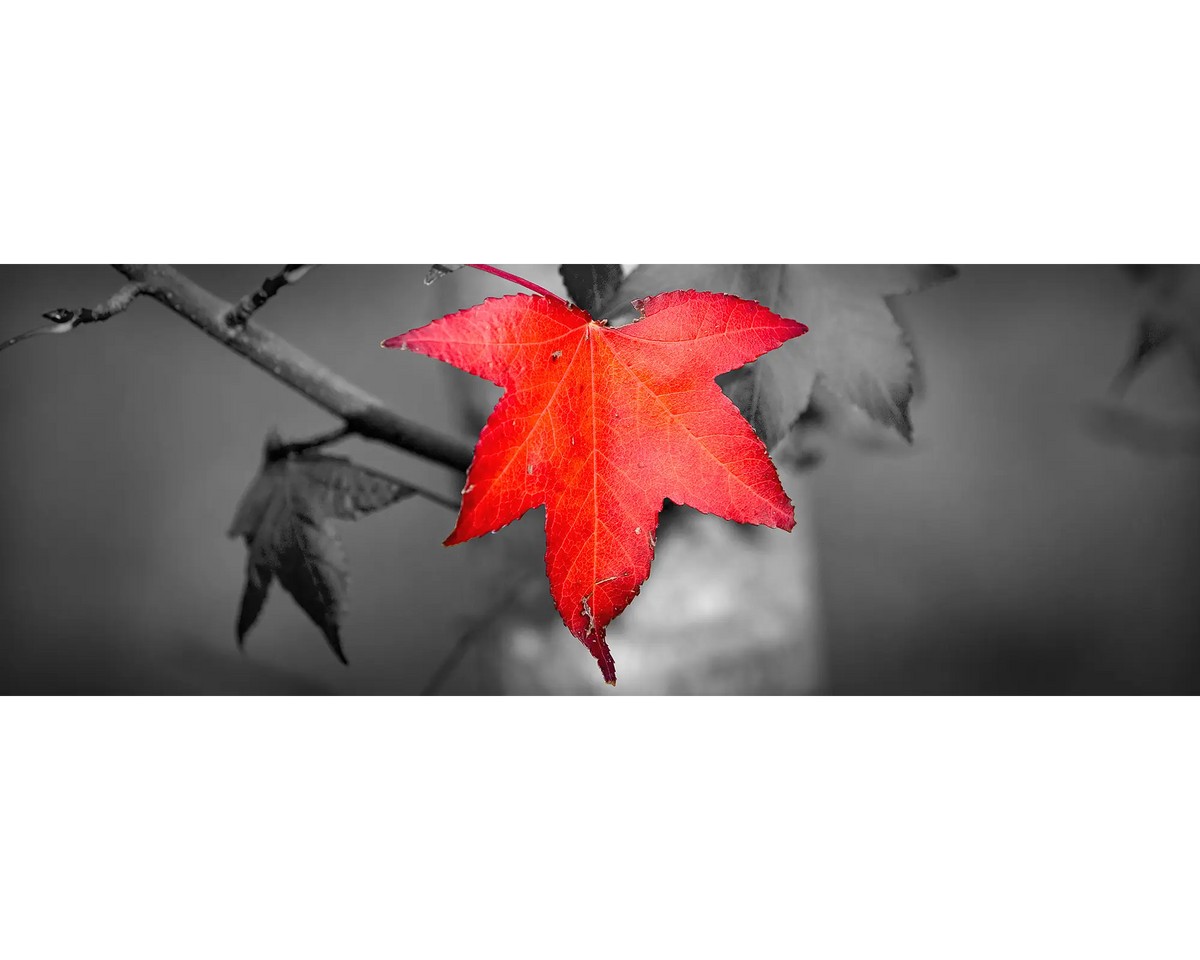 A singular red autumn leaf, Ovens Valley, Victoria. 