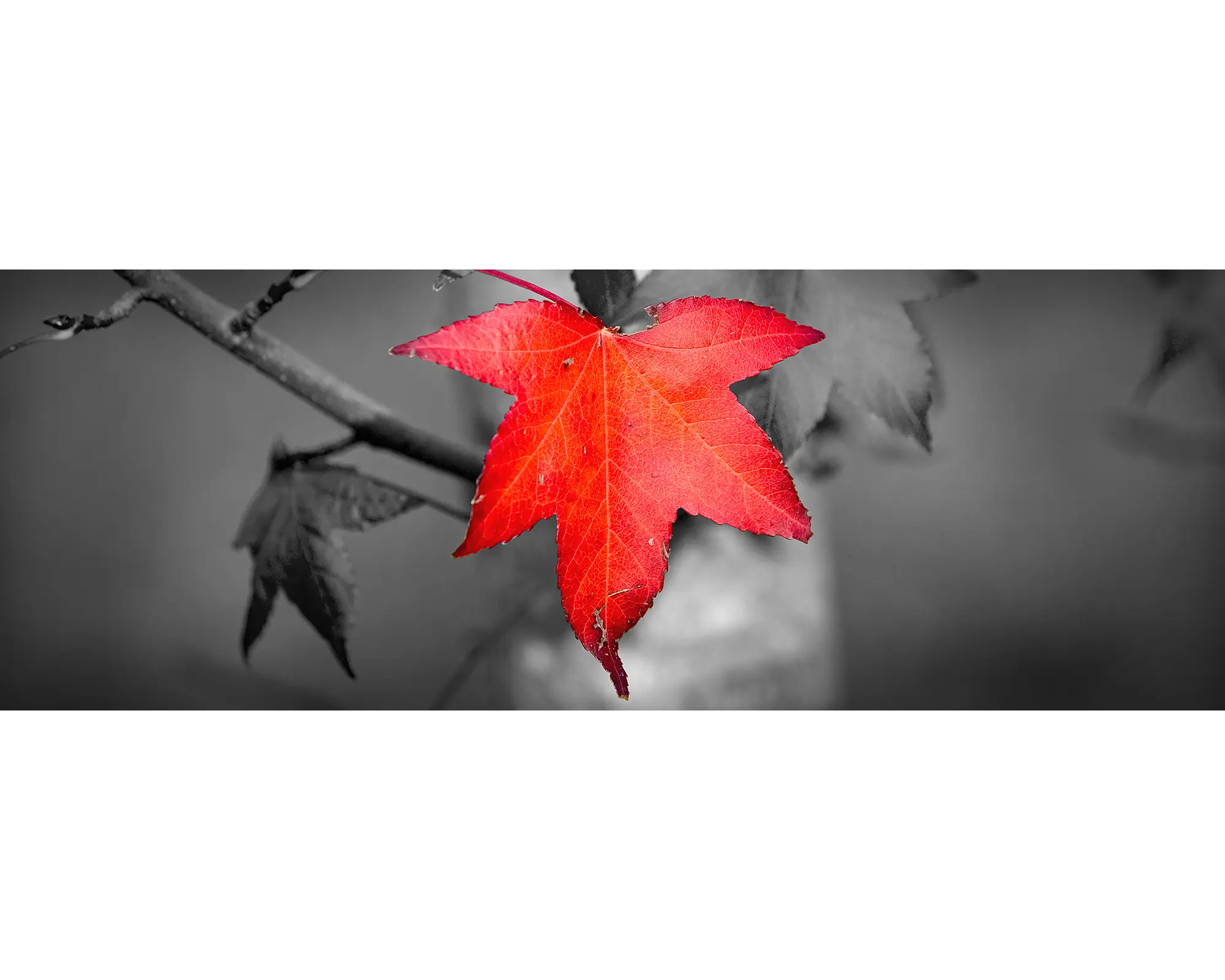 A singular red autumn leaf, Ovens Valley, Victoria. 