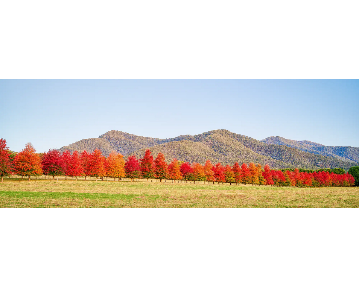 Red Line. Red autumn trees at sunset on a farm in north east Victoria.