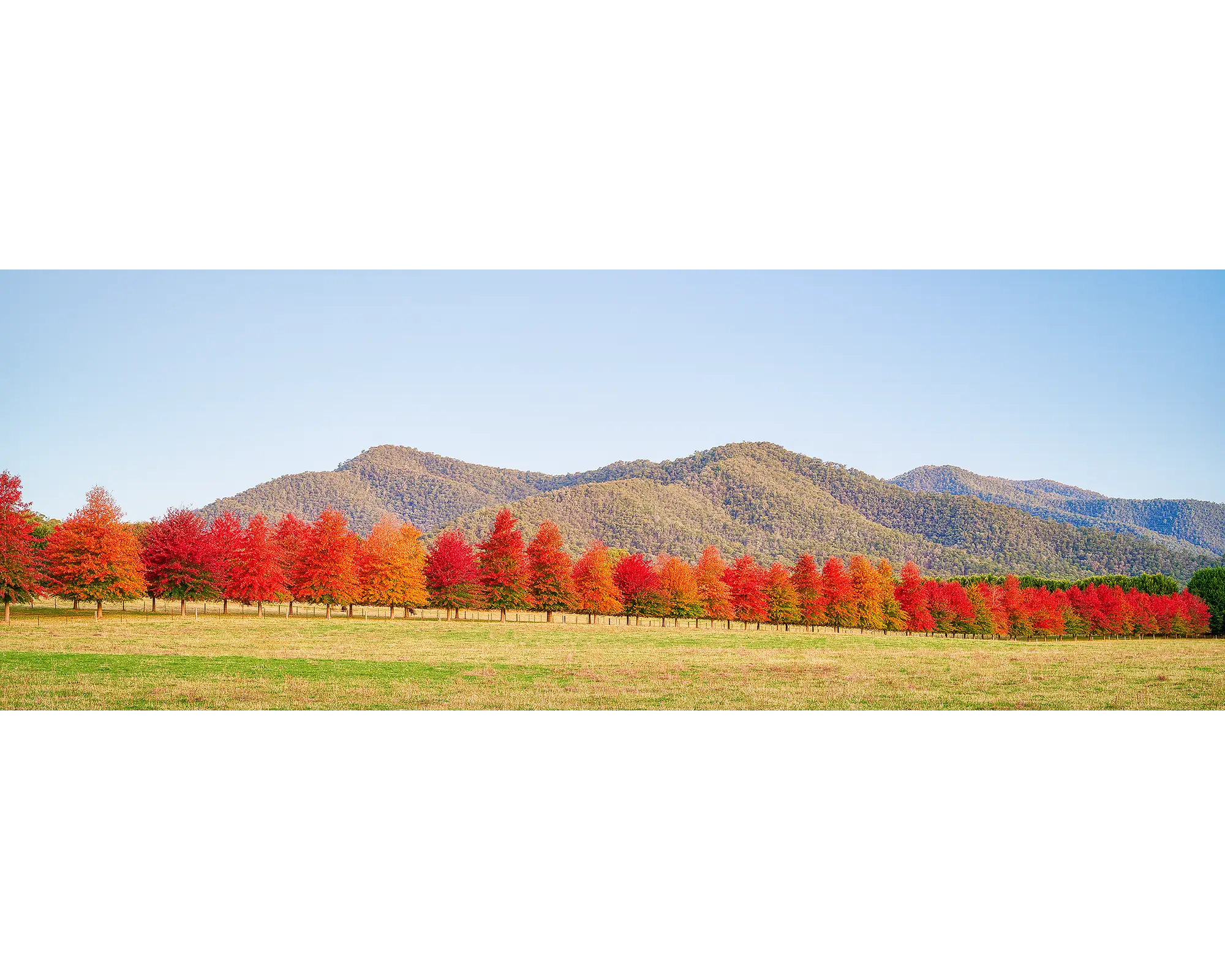 Red Line. Red autumn trees at sunset on a farm in north east Victoria.