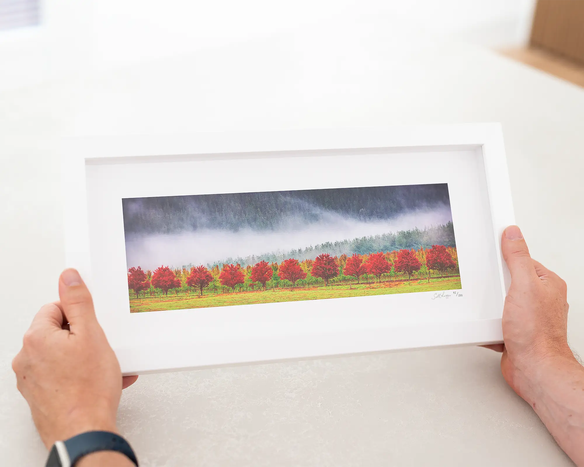 Red Row Of Trees - Apple orchard in fog, Alpine Shire, Victoria, Australia.