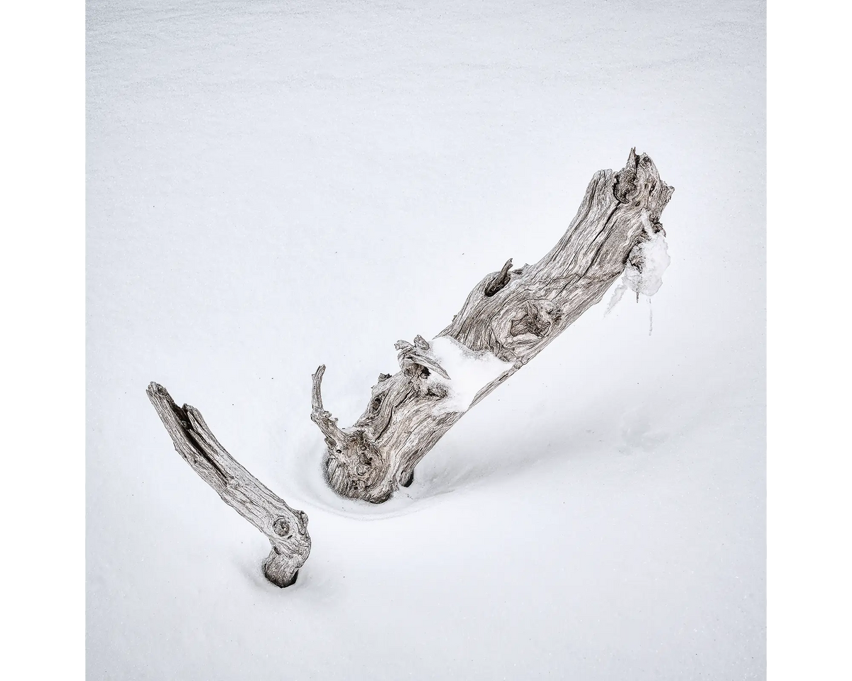 An old snow gum buried in snow, Kosciuszko National Park, NSW. 