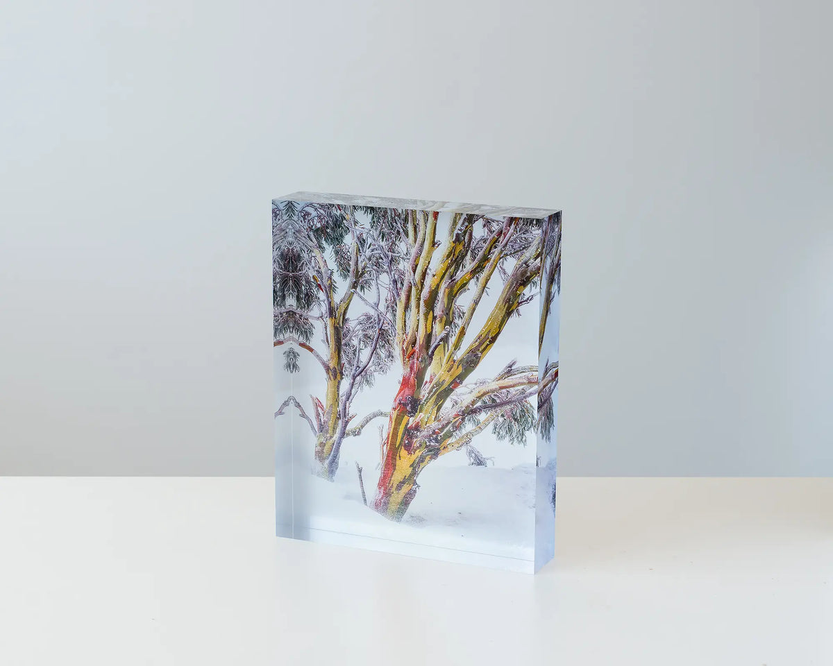 Resilience. Acrylic block of a snow gum with snow in Kosciuszko National Park. Australian artwork on table.