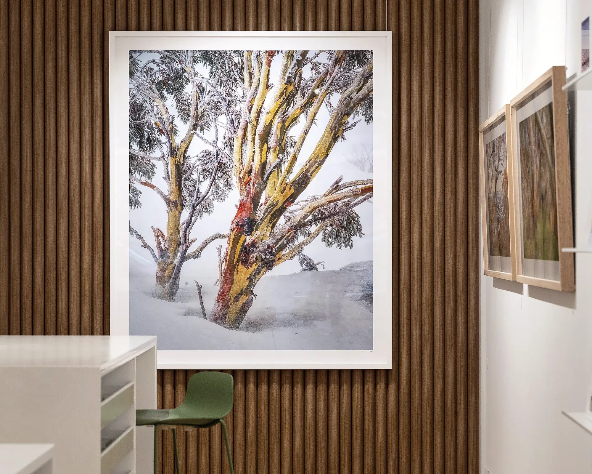 Resilience - Snow gum in snow storm, Kosciuszko National Park.