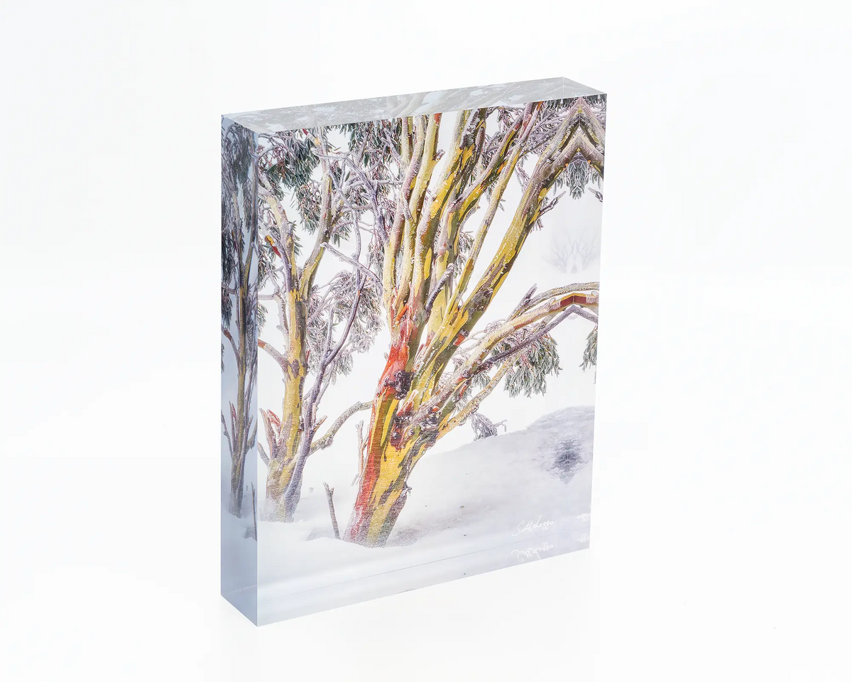 Resilience acrylic block - Snow gum in snow, Kosciuszko National Park, NSW. 