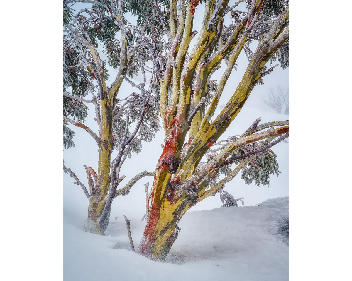 Snow gum in snow, Kosciuszko National Park, NSW. 