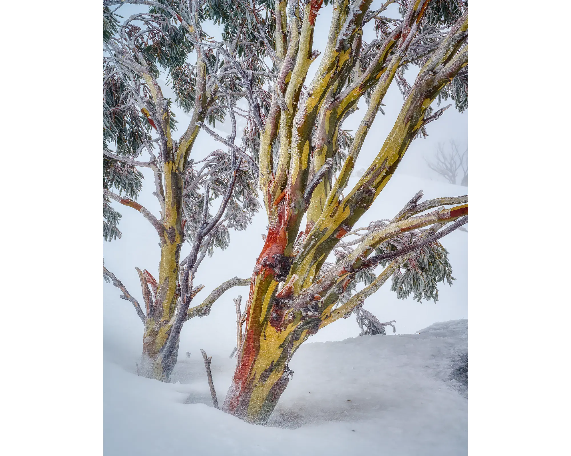 Resilience. Acrylic block Kosciuszko snow gum, Australian artwork.