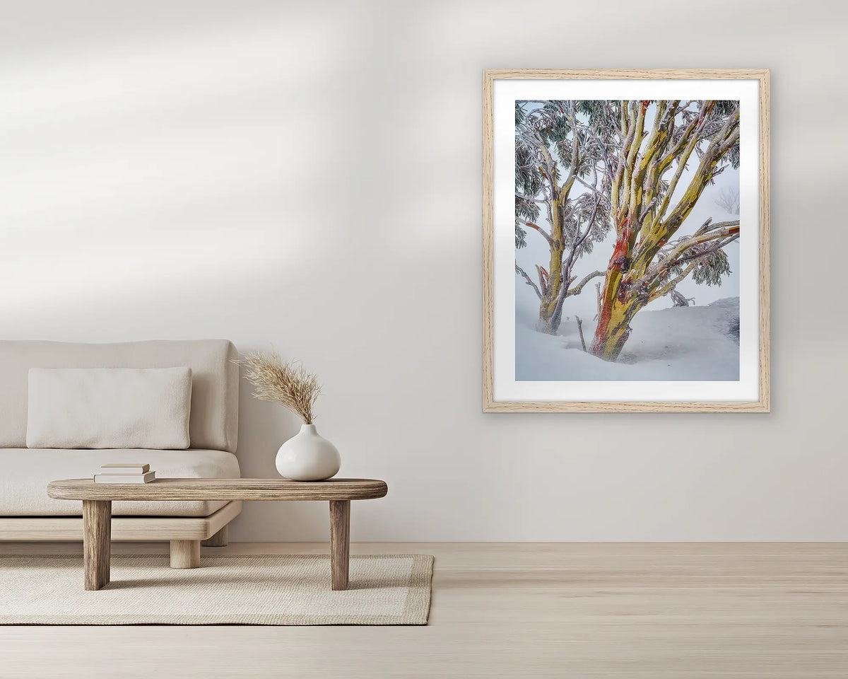 Resilience. Snow gum wall art print, with a Tassie oak frame, in a living room. 