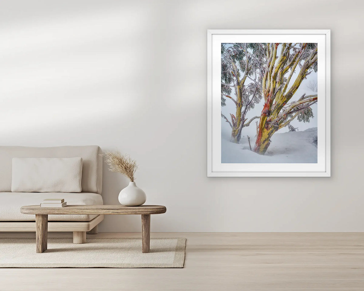 Resilience. Snow gum wall art print, with a white frame, in a living room. 