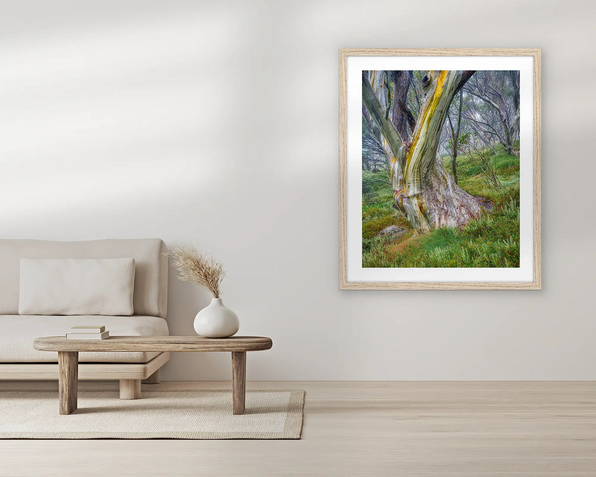 Resistance. Snow gum wall art print, with a Tassie oak frame, in a living room 