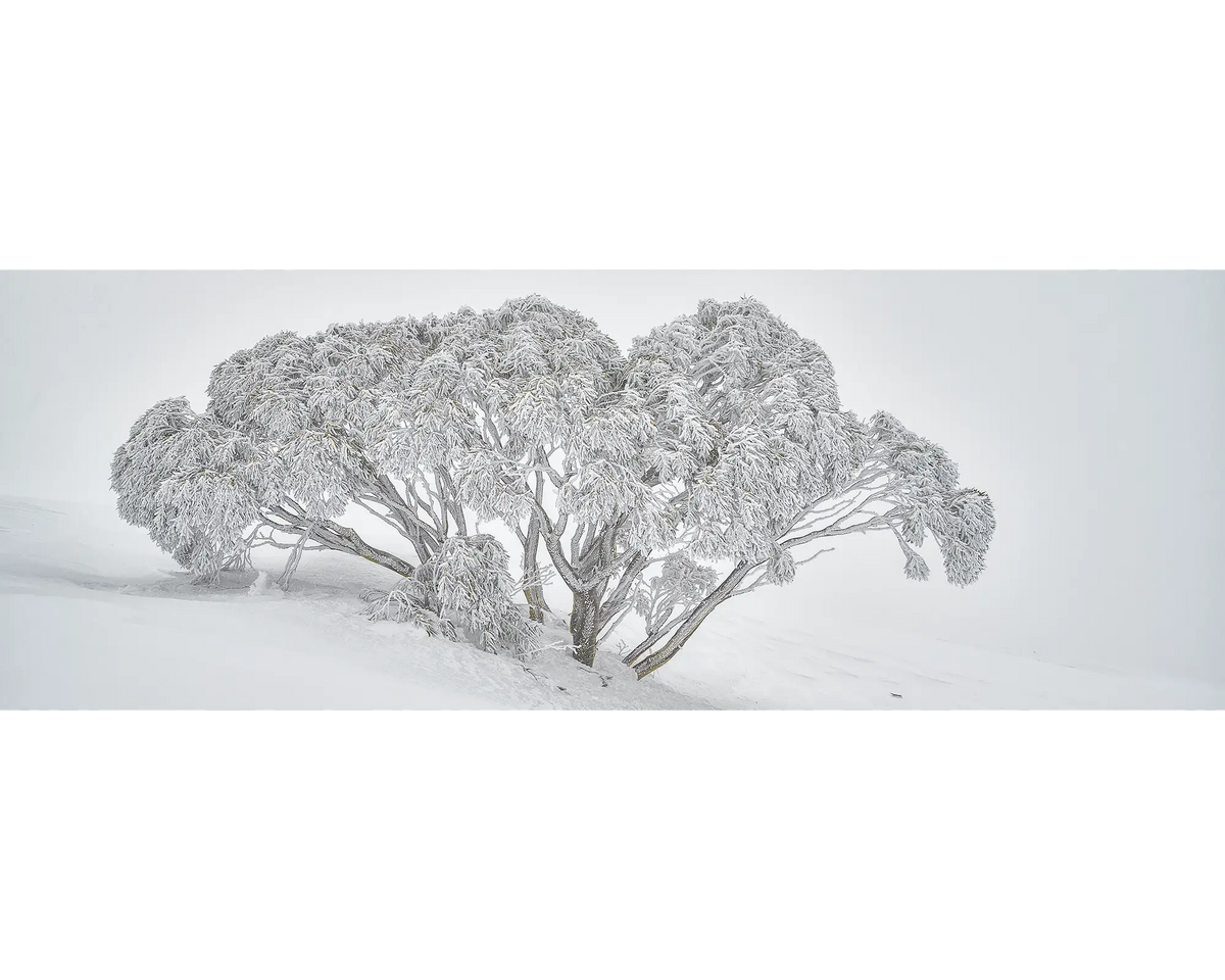 Snow gum in falling snow on Mount Hotham.