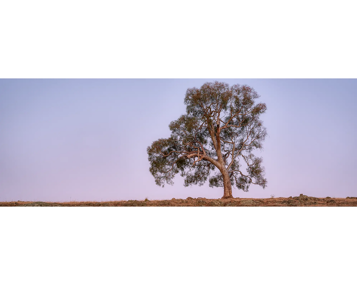 An old gum tree against a purple evening sky, Yambla Station, Mountain Creek, NSW. 