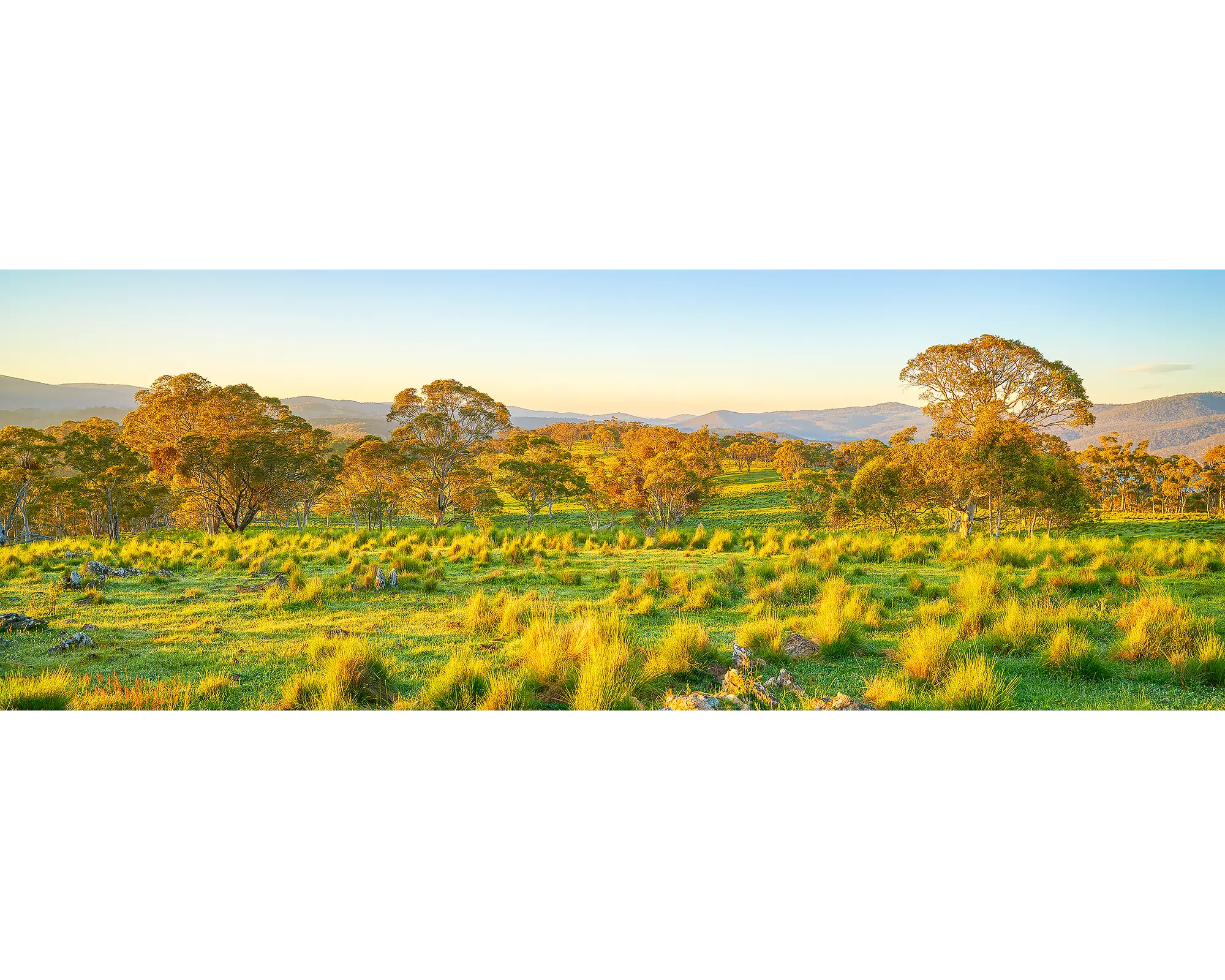 First light on grassy paddocks and gum trees at Captains Flat, Southern Tablelands, NSW. 