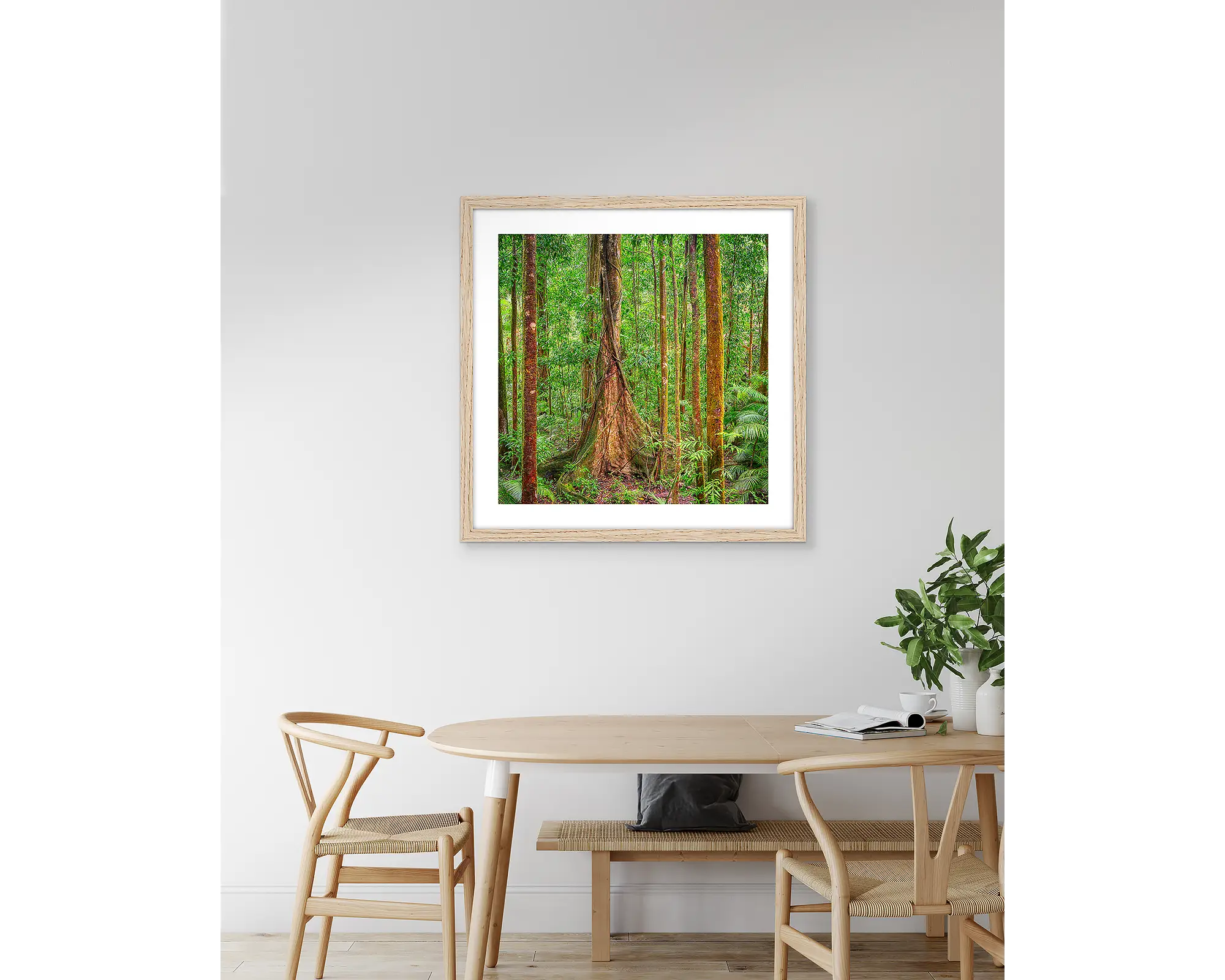 Seeking Sun. Tall tree in forest, Daintree, Mossman, Queensland, Australia.