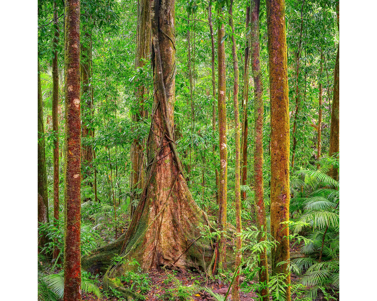 Tall rainforest trees at Daintree National Park, Queensland.