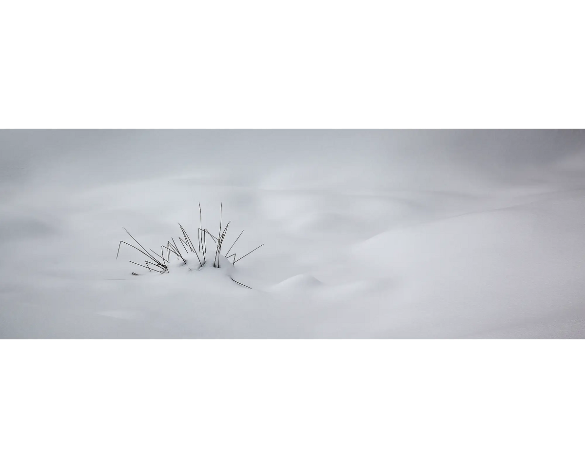 Alpine grasses protruding through snow, Alpine National Park, Victoria. 