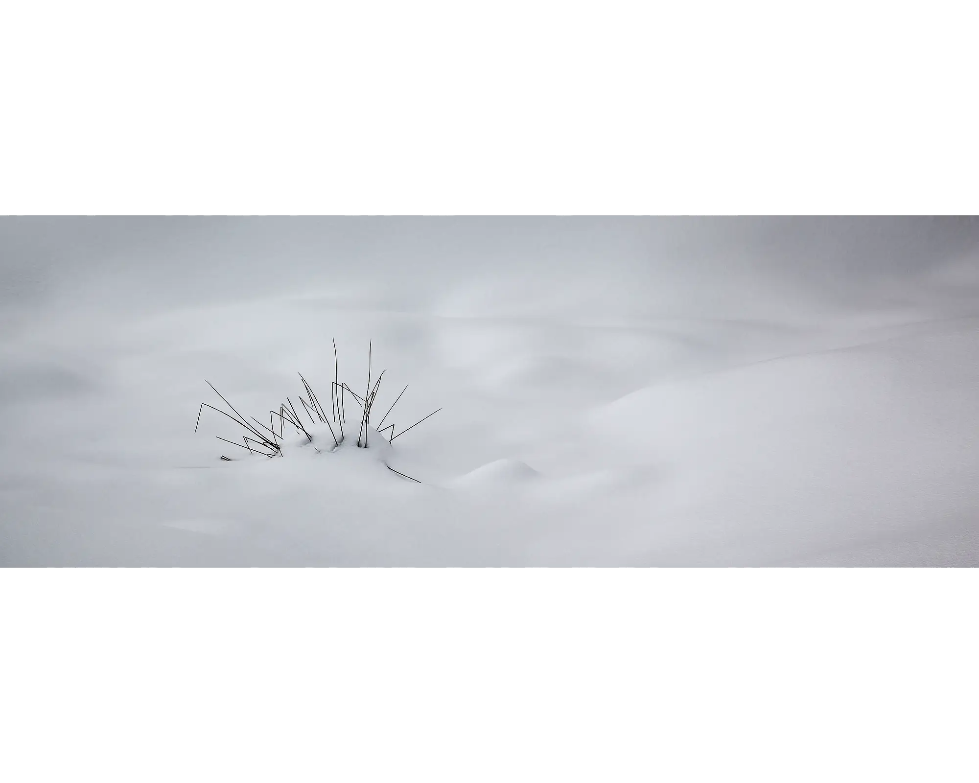 Alpine grasses protruding through snow, Alpine National Park, Victoria. 