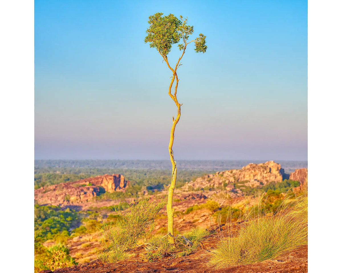 A single tree growing through rock in Kakadu National Park, NT. 