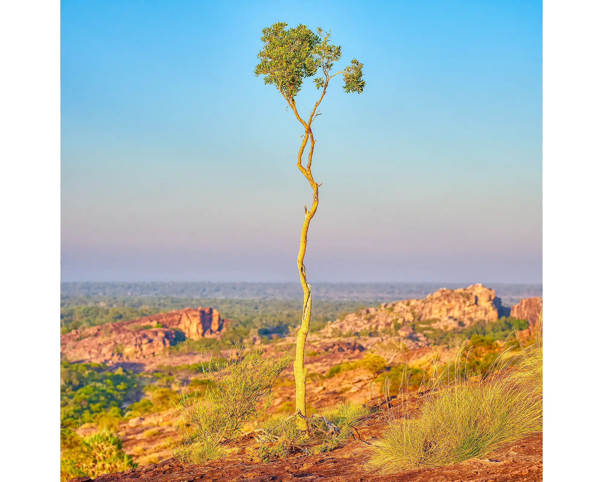 A single tree growing through rock in Kakadu National Park, NT. 