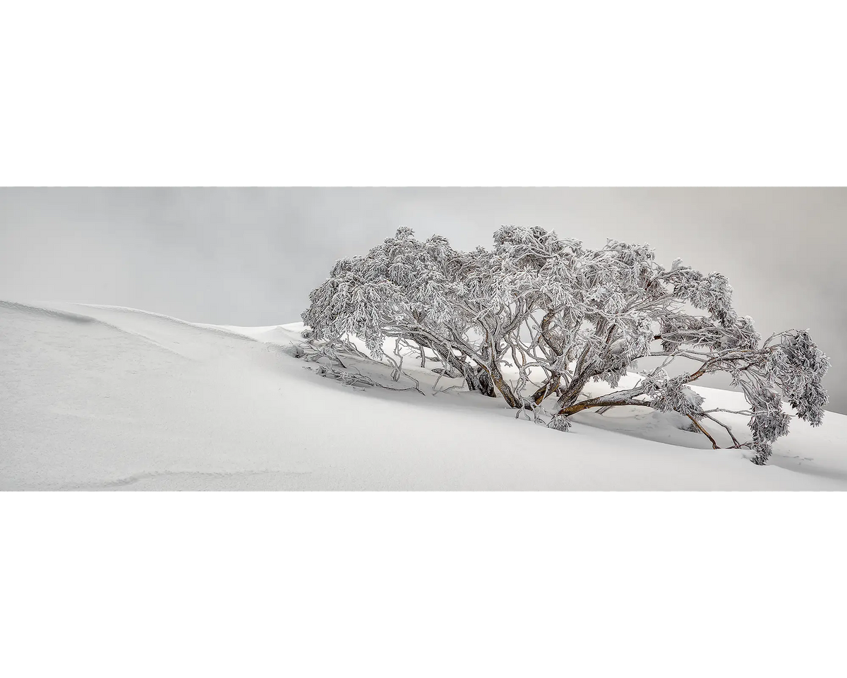 Snow gum covered in snow and surrounded by fog, Mount Hotham, Victoria. 