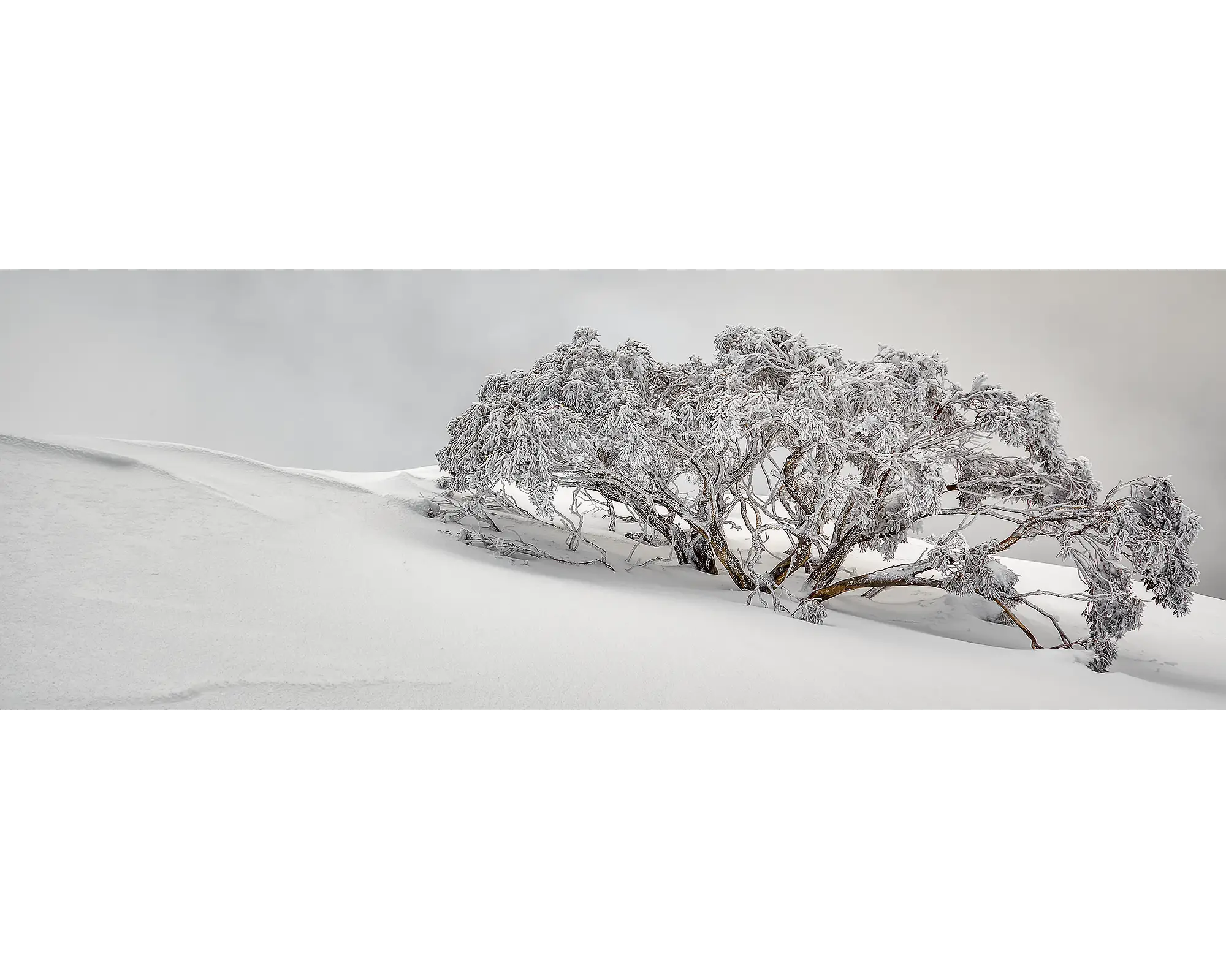 Snow gum covered in snow and surrounded by fog, Mount Hotham, Victoria. 