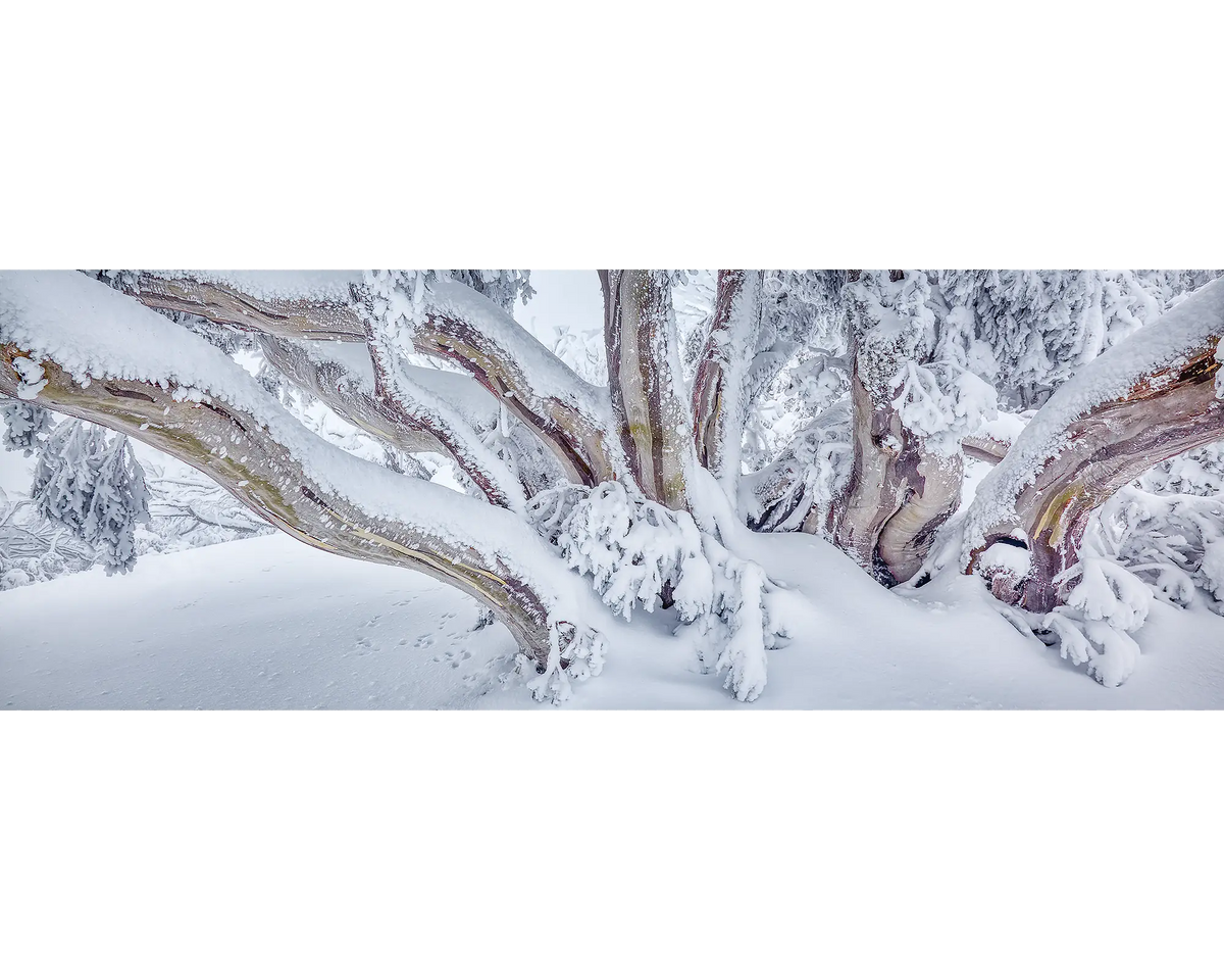 Snow gum covered in snow, Mount Feathertop, Alpine National Park, Victoria. 