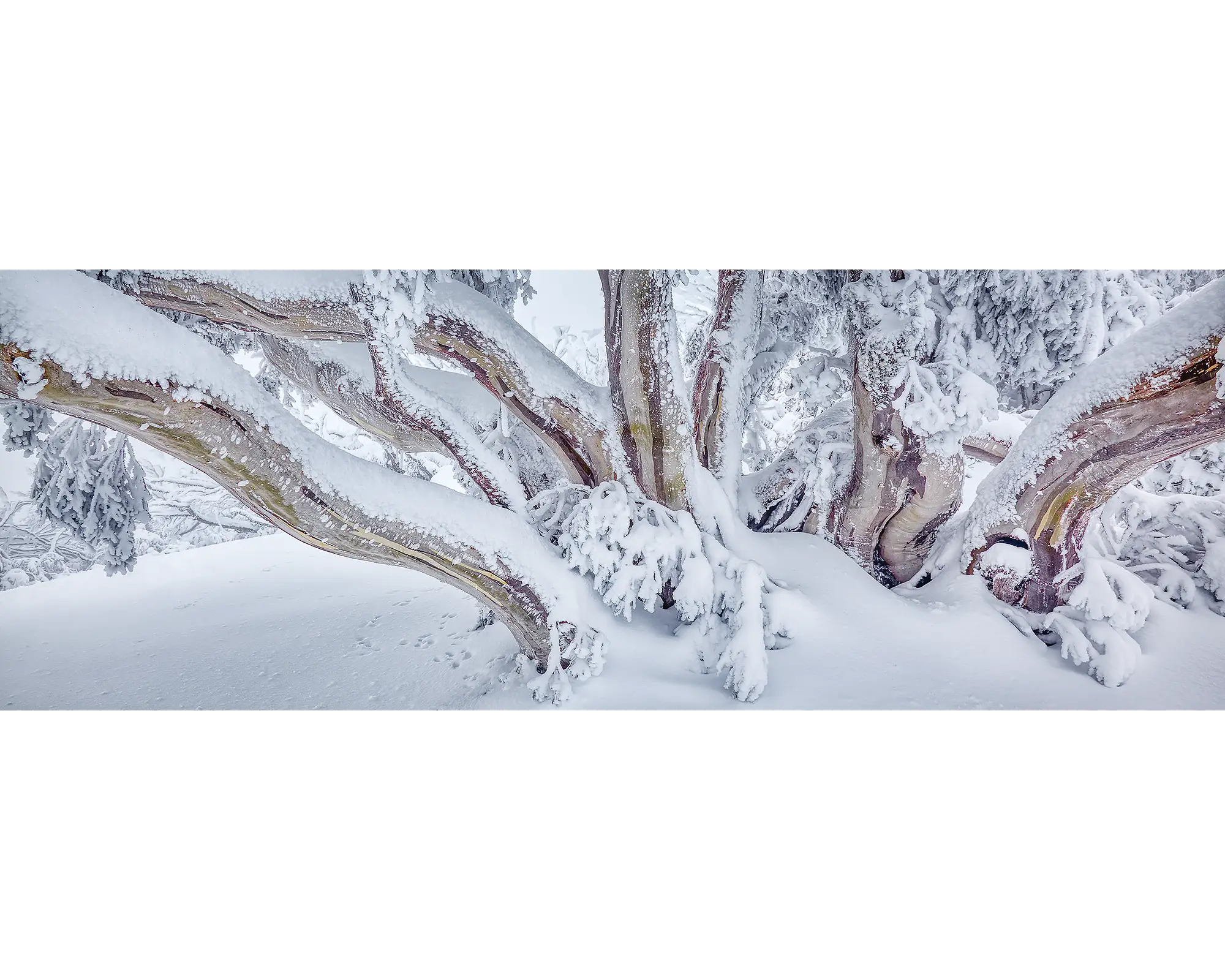 Snow gum covered in snow, Mount Feathertop, Alpine National Park, Victoria. 