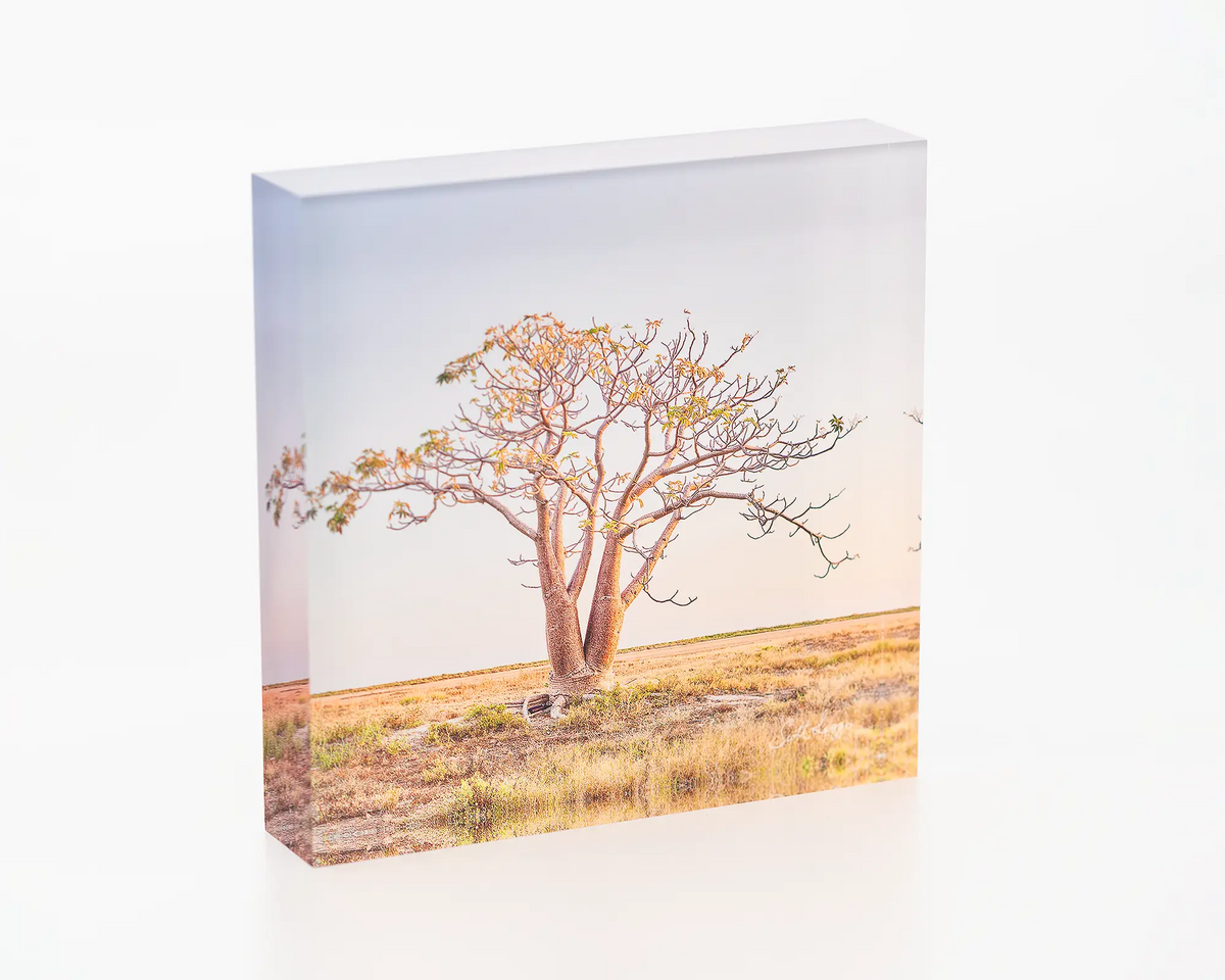 Solitary acrylic block - Boab tree, the Kimberley artwork.