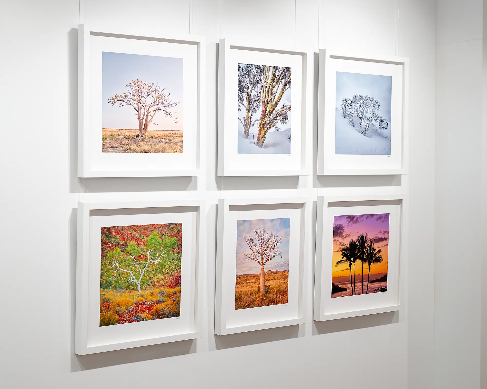 Solitary boab tree, Derby, The Kimberley, Western Australia.Boab Tree