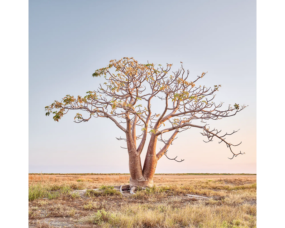 Boab tree, Derby, the Kimberley, WA. 