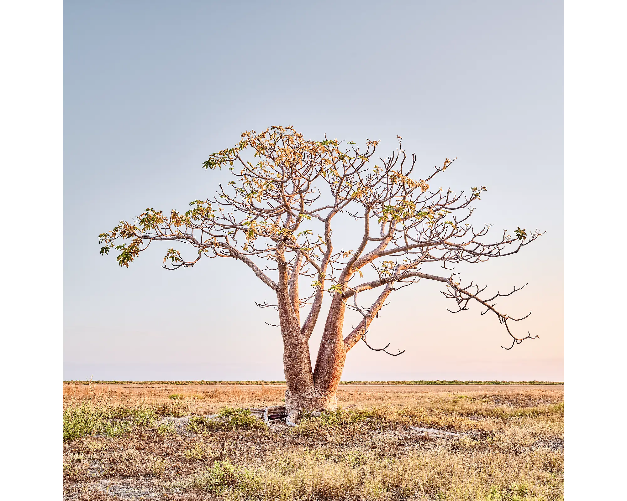 Solitary acrylic block - Boab tree, the Kimberley artwork.