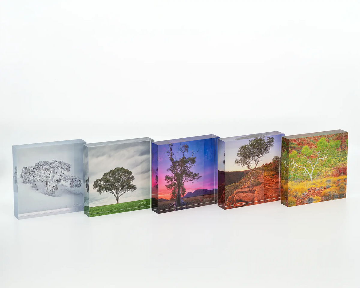 Solo acrylic block displayed on a desk with other tree themed acrylic blocks. 