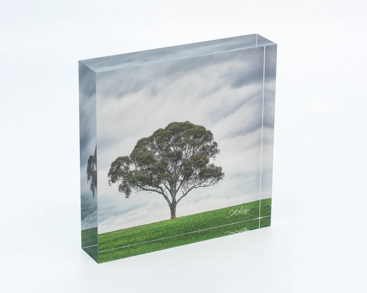 Solo acrylic block - Gum tree artwork. 