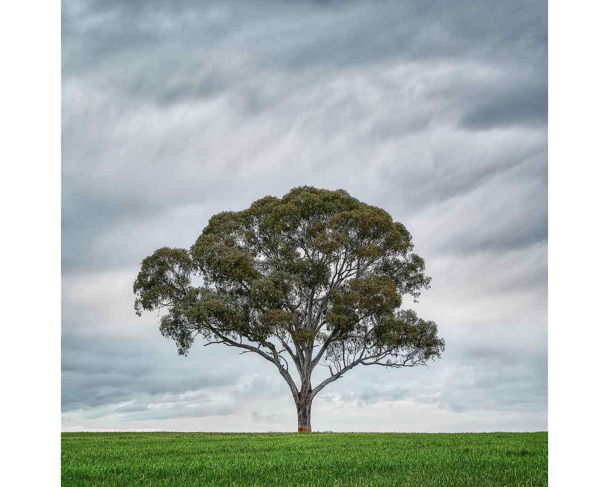 A single gum tree in the middle of a wheat field, Wombat, NSW. 