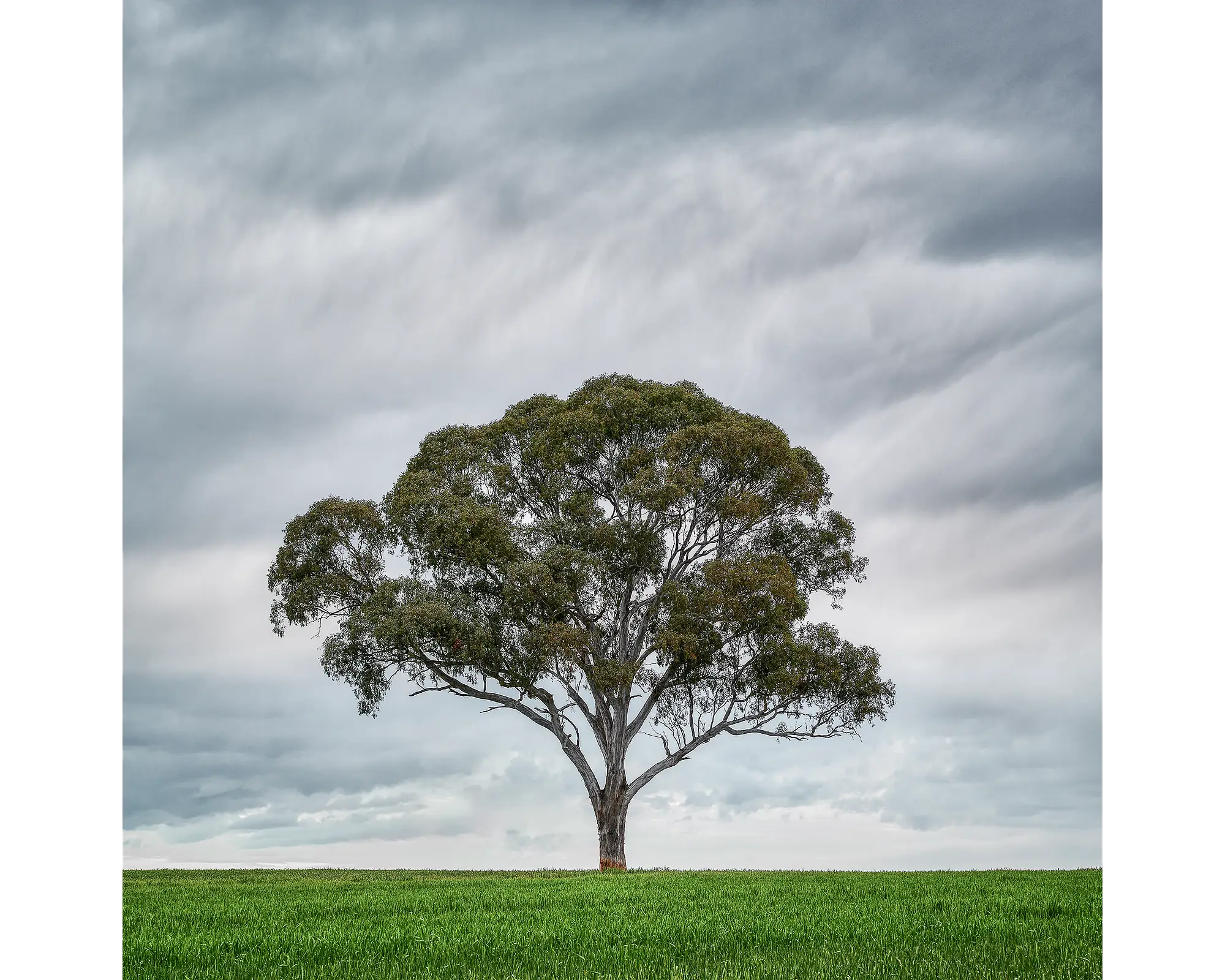 Solo acrylic block - Gum tree artwork. 