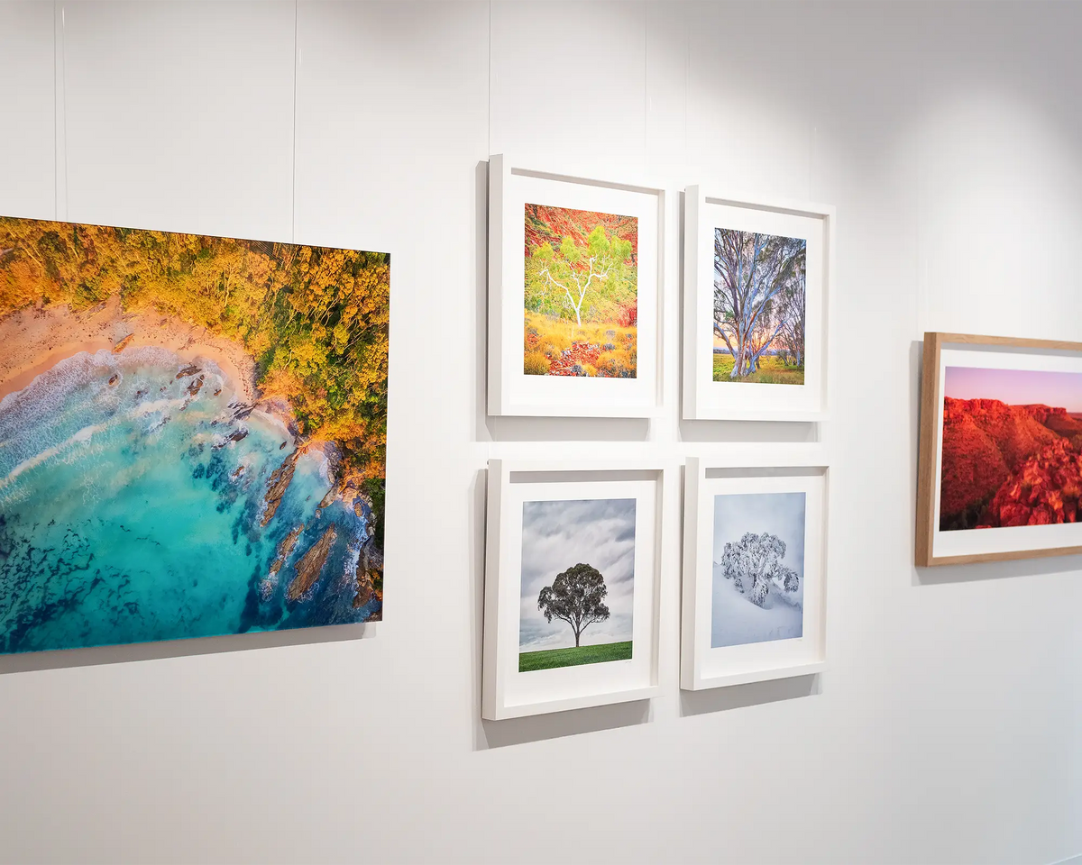 Solo. Gum tree in wheat field wombat New South Wales Australia. Tree wall art in gallery.