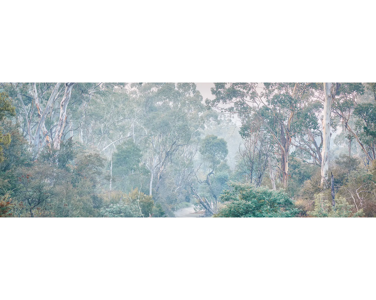 Gum trees in fog along the Ovens River, Victoria. 