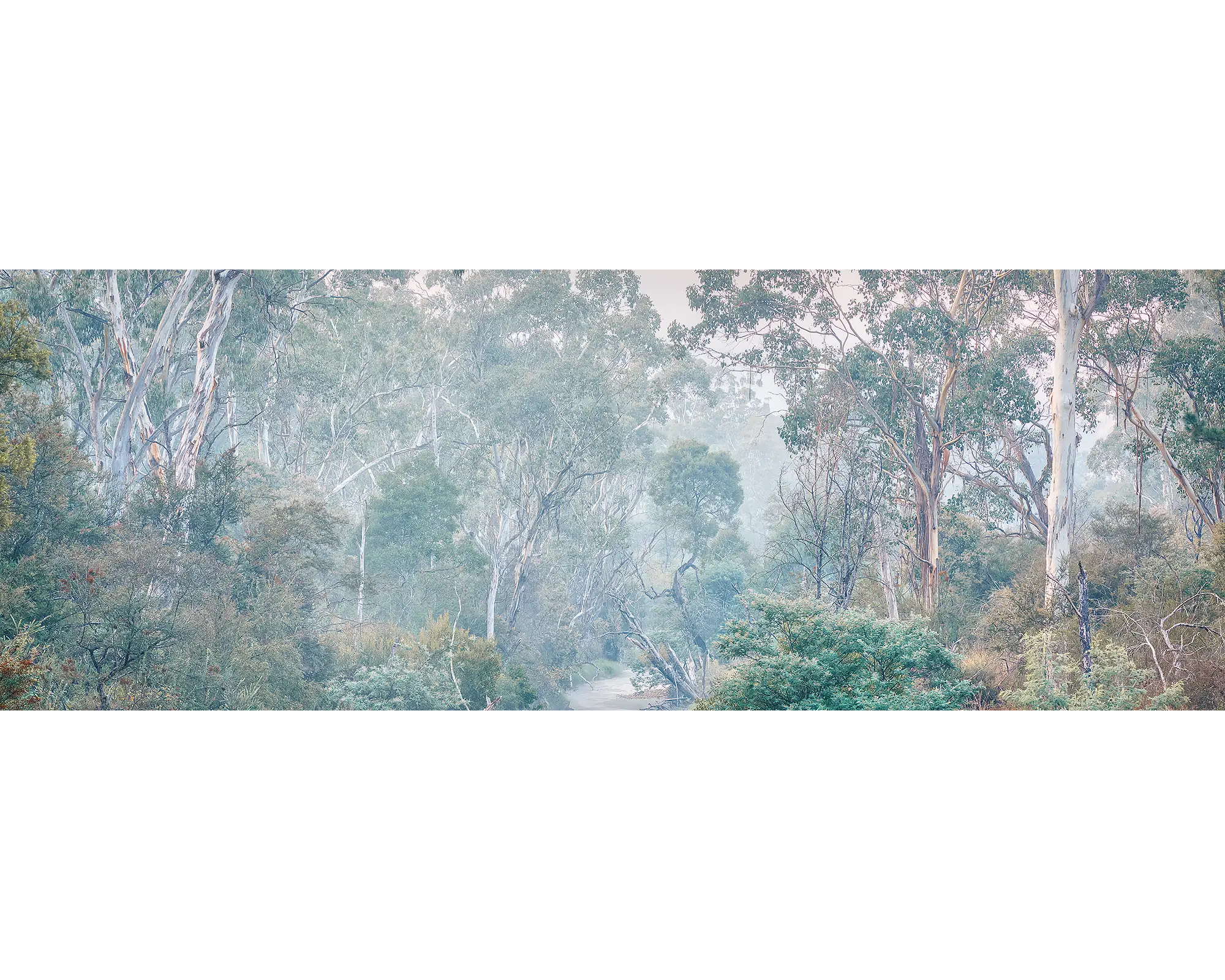 Gum trees in fog along the Ovens River, Victoria. 