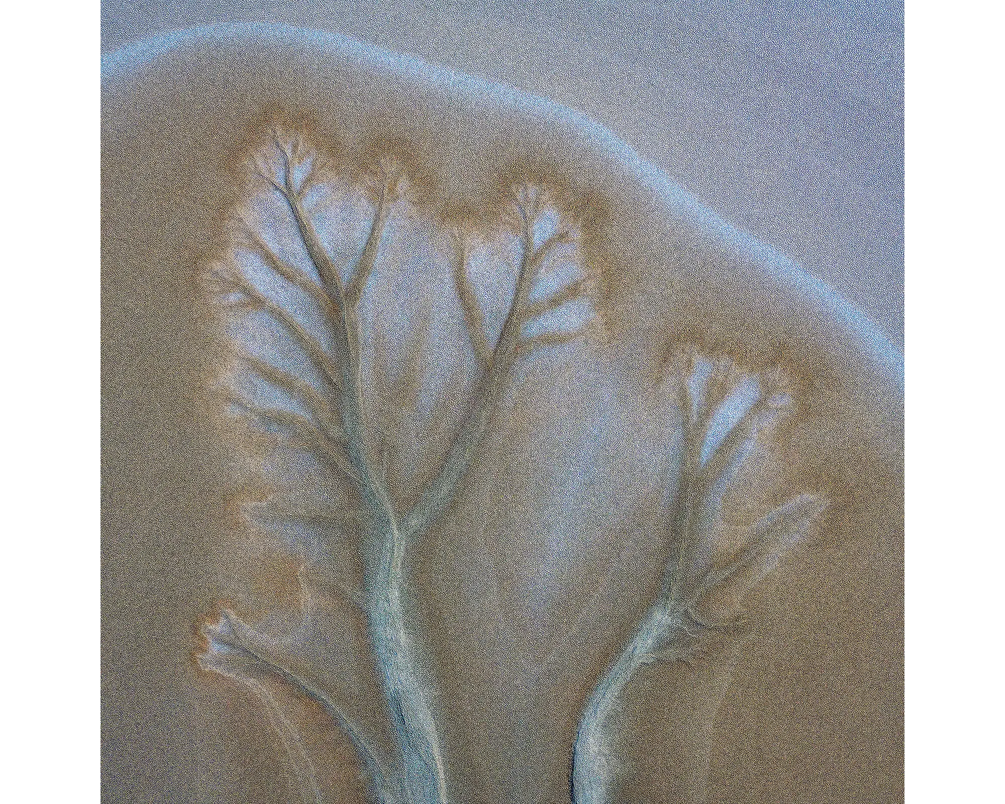 Aerial view of tidal patterns in mud flats, Cambridge Gulf, the Kimberley, WA. 