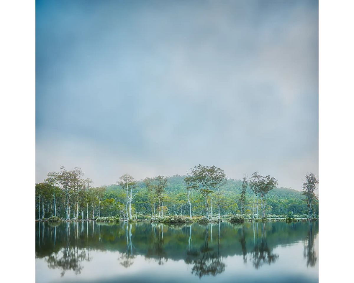 Fog rising over trees along the riverbank, Franklin-Gordon Wild Rivers National Park, Tasmania. 