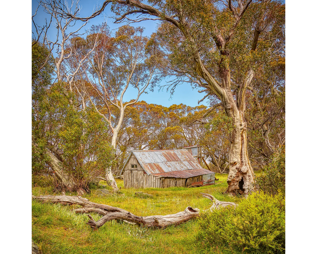 Wallace Hut surrounded by snow gums. 