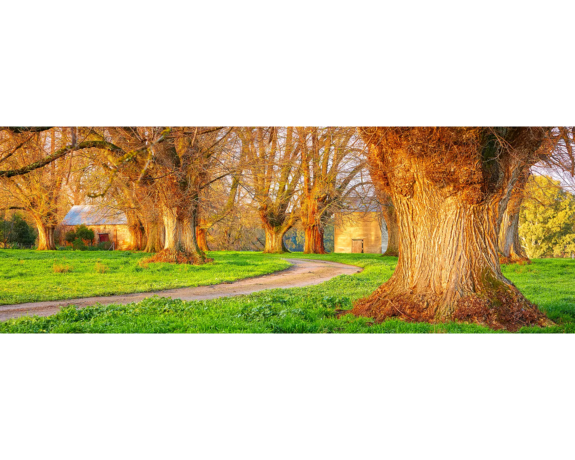 Sunset lighting up trees along a farmhouse driveway in King Valley, Victoria. 