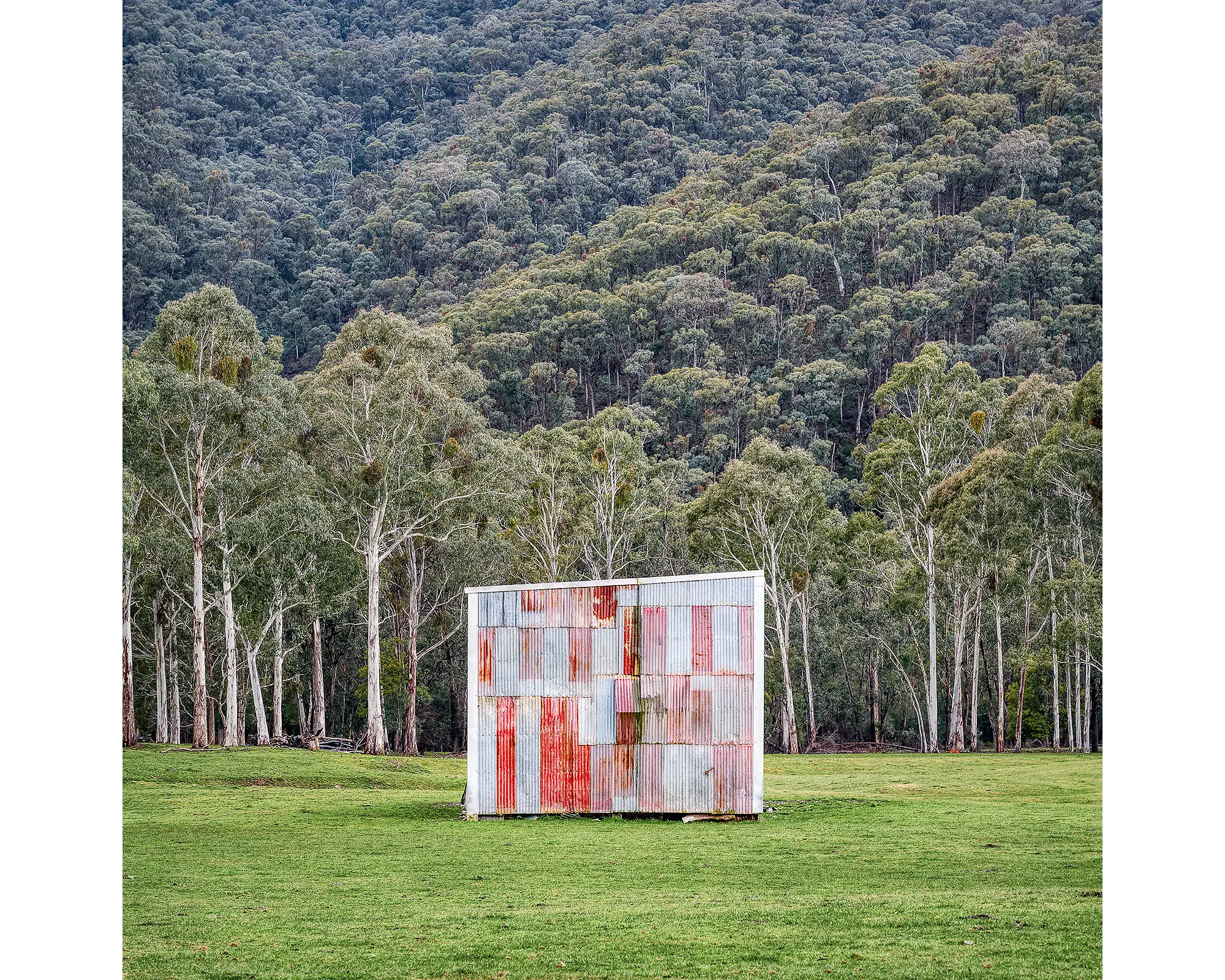 A rusted farm shed in a paddock with trees in the background, Alpine Shire, Victoria. 