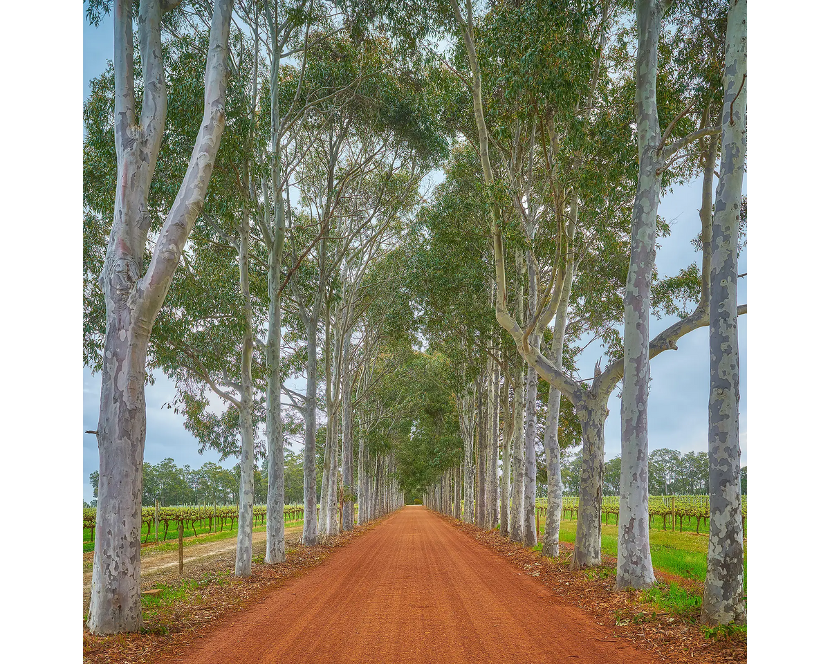 Red dirt driveway lined with tall gum trees and vineyards in the background. Margaret River region, WA. 