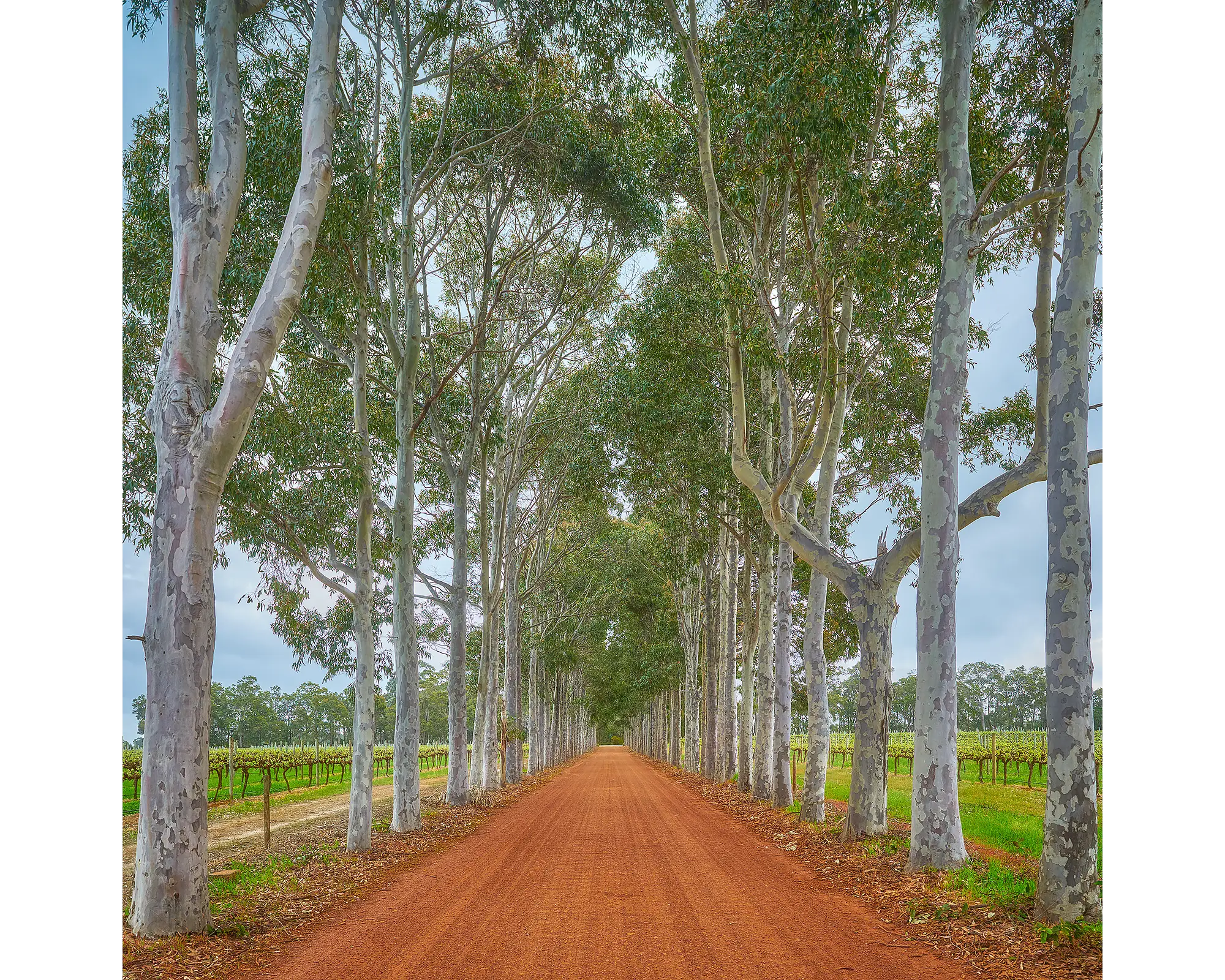 Red dirt driveway lined with tall gum trees and vineyards in the background. Margaret River region, WA. 