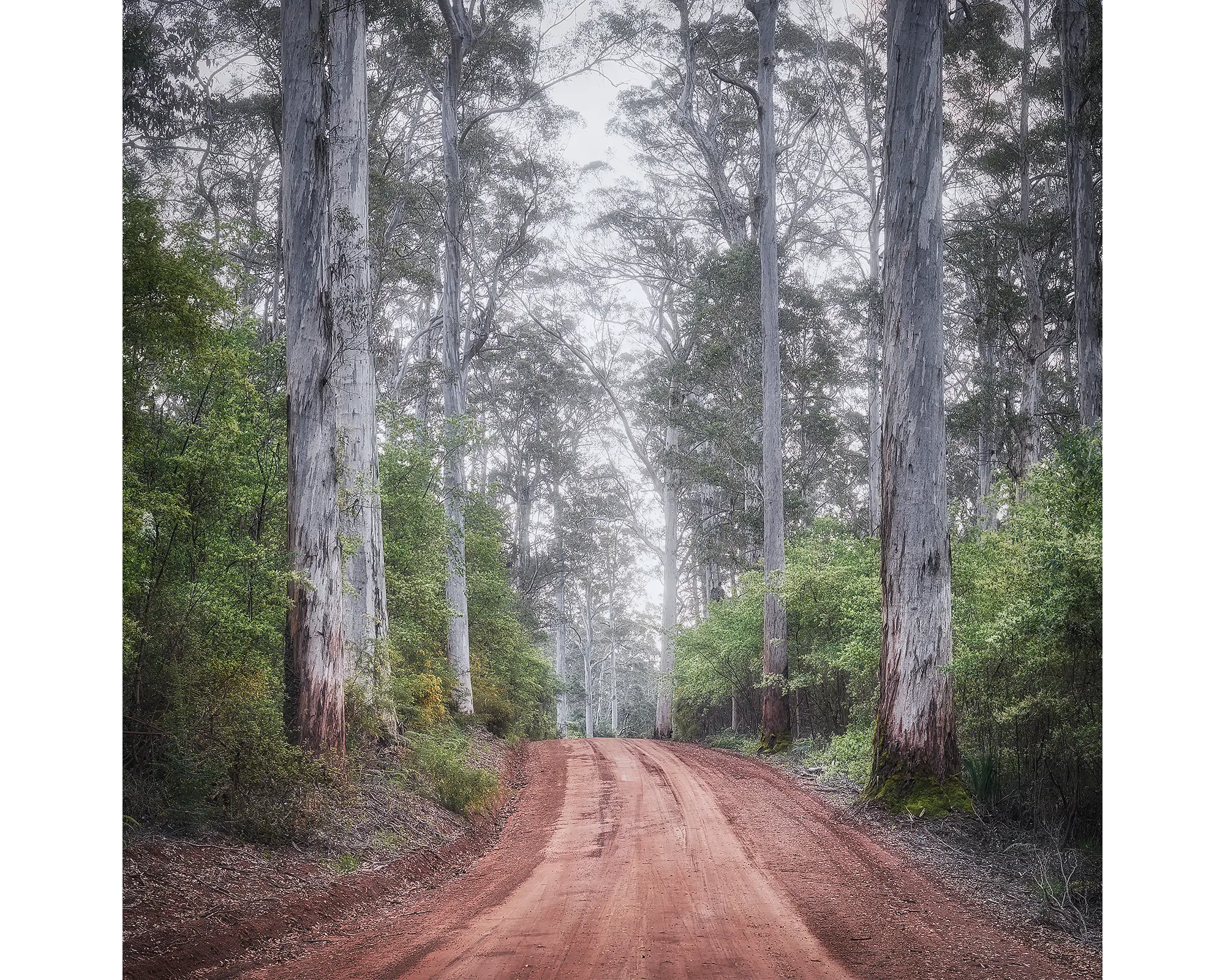 Dirt road winding through a Karri forest, Pemberton, WA. 