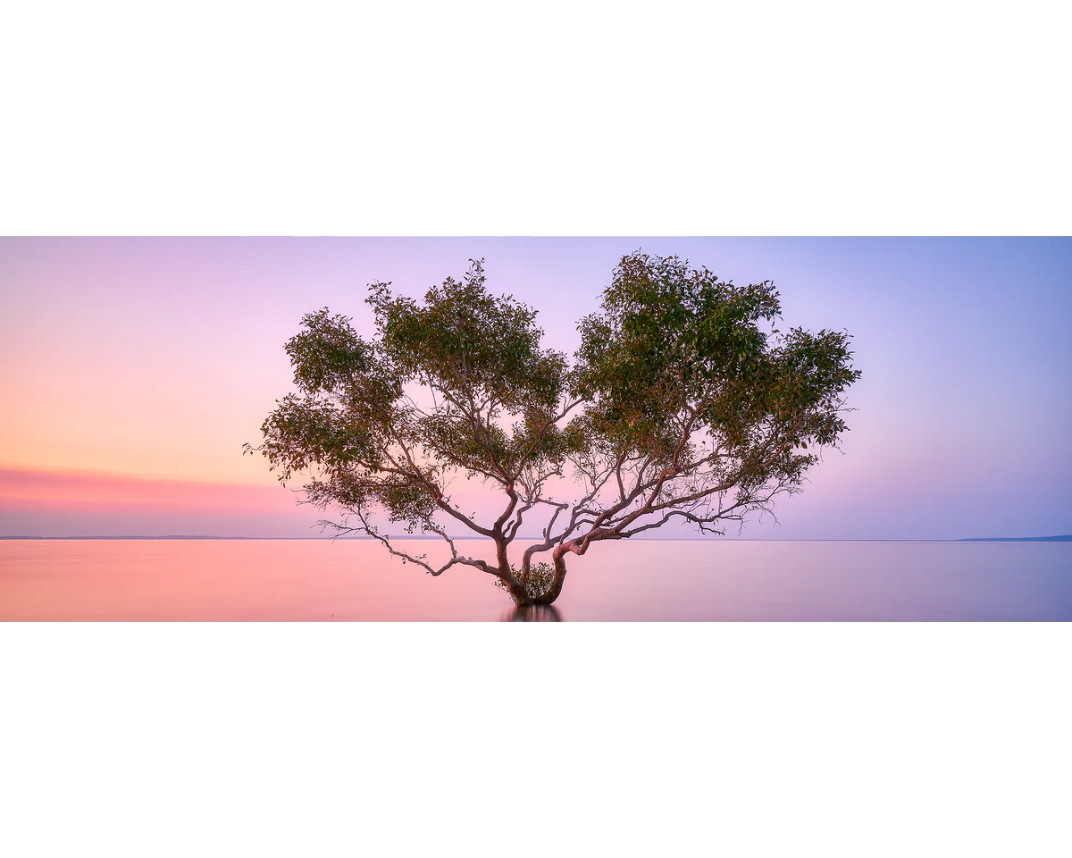 A singular mangrove in still water at sunset. K&#39;gari (Fraser Island), Queensland. 