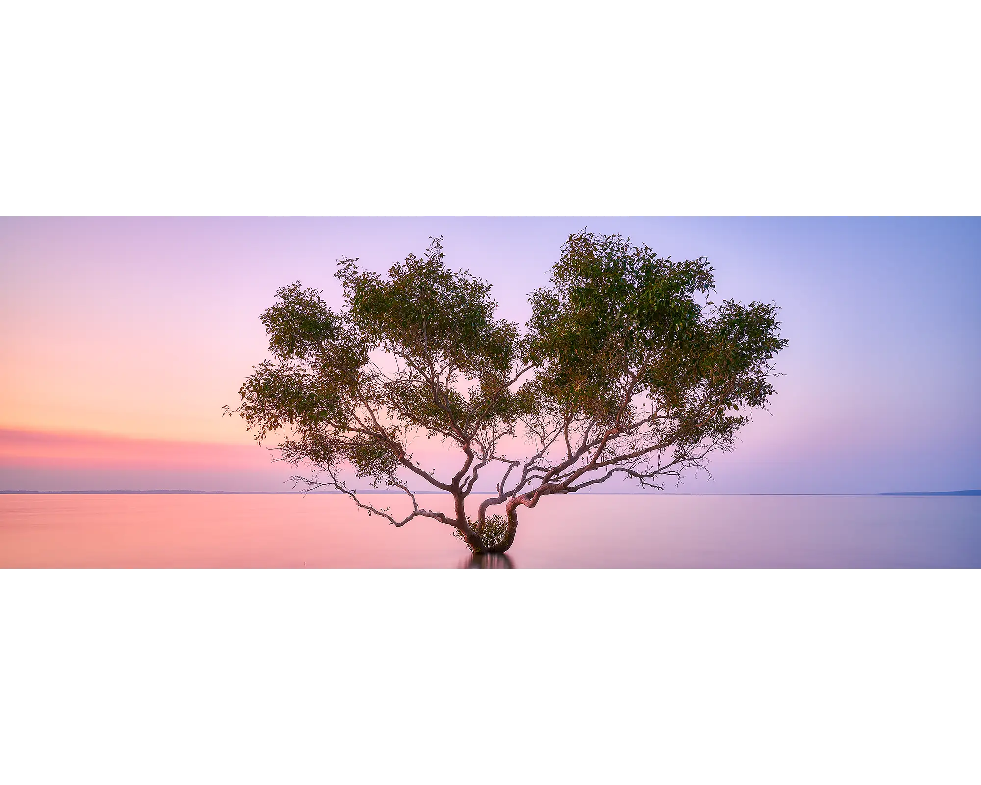 A singular mangrove in still water at sunset. K'gari (Fraser Island), Queensland. 