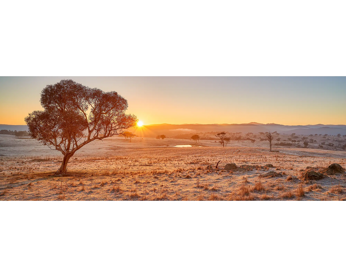 Gum Tree at sunrise, Googong, New South Wales